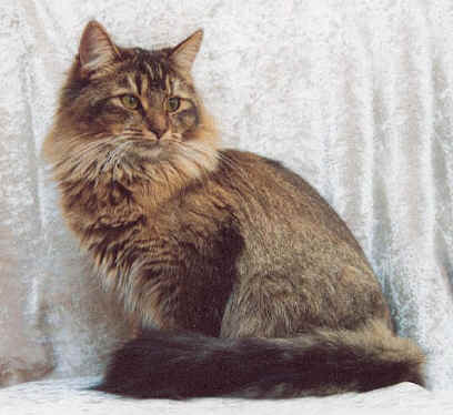 Foxgarden's Ebony, sibirische Katze, Siberian