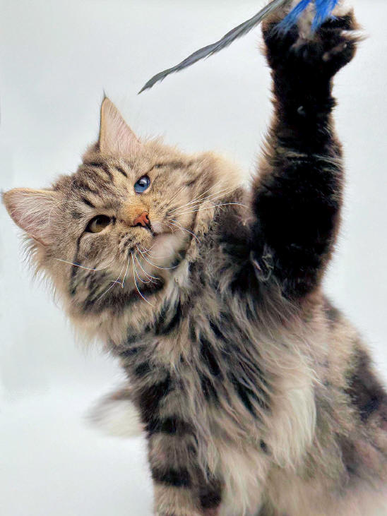 Favorite Great Joy, Sibirische Katze, black-tabby/cl./odd eyes