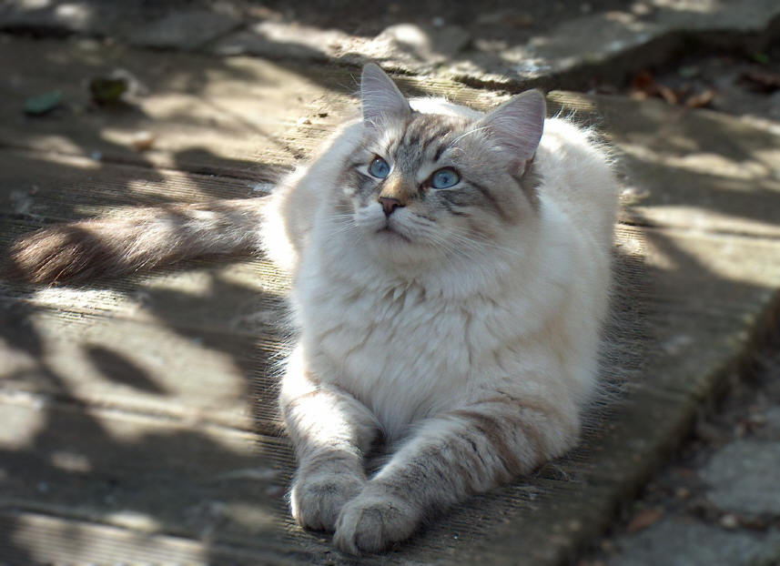 Munotblick Barnaby, Neva Masquarade, Sibirische Katze