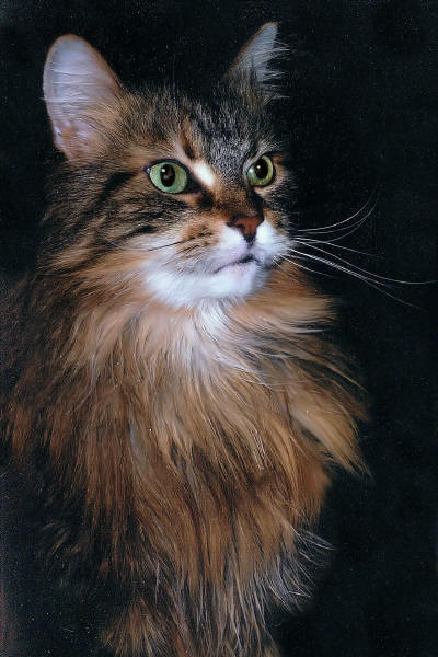 Maine Coon Tapsy the Fabuous